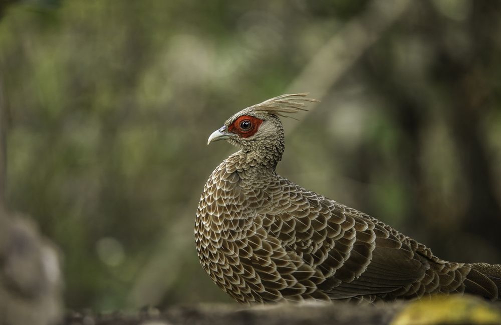 Photograph by Sonika Sharma