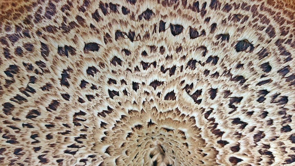 Грибная текстура