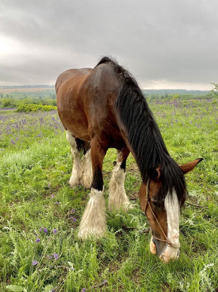 Лошадь в сапожках с бахромой