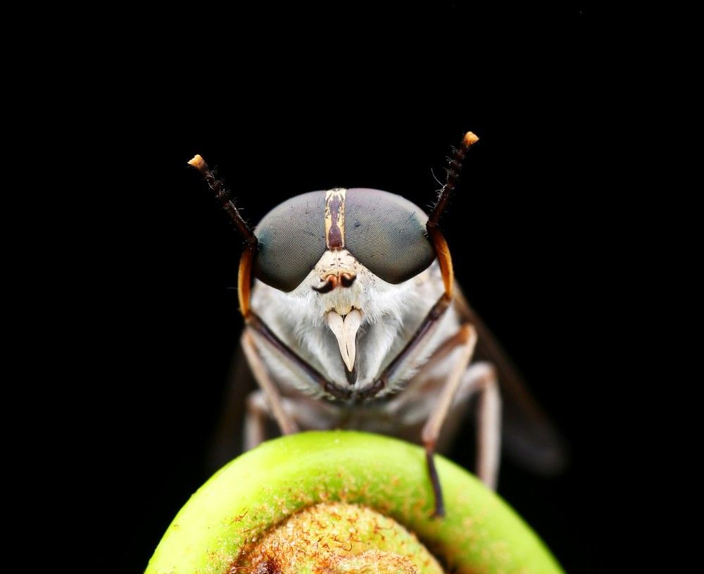 Photograph by Bayu Aji Nugroho