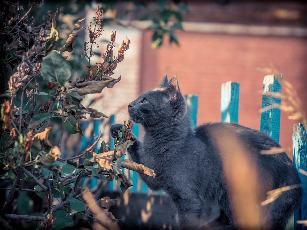 Сострадание