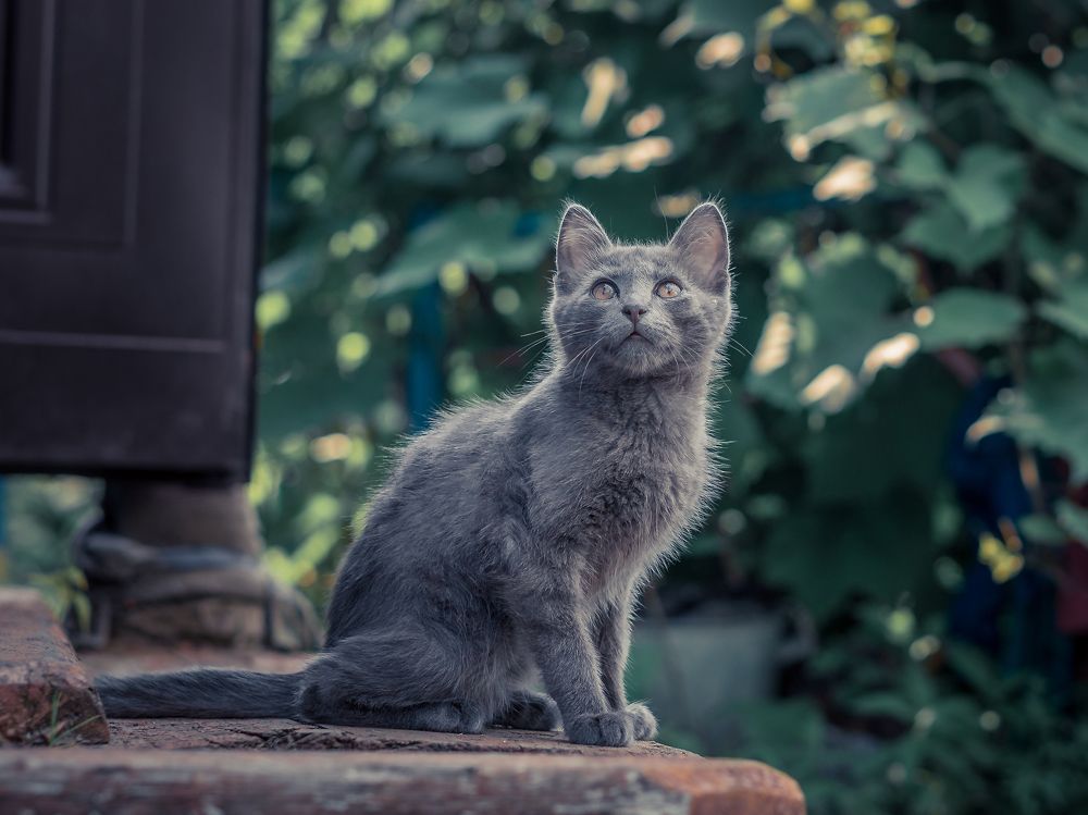 Летнее утро