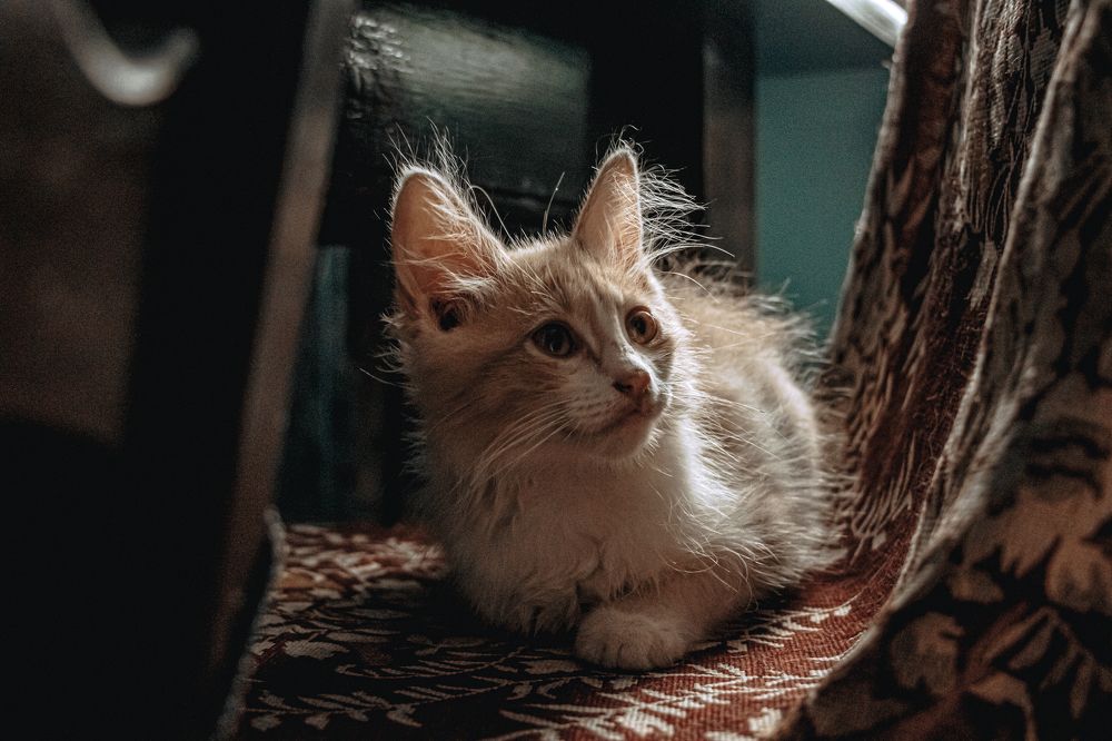 Photograph by Екатерина Ходус