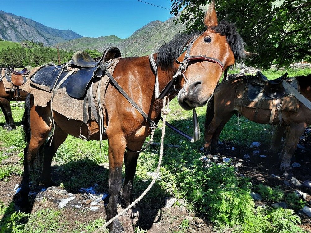 Фотография автора Елена Пикатова