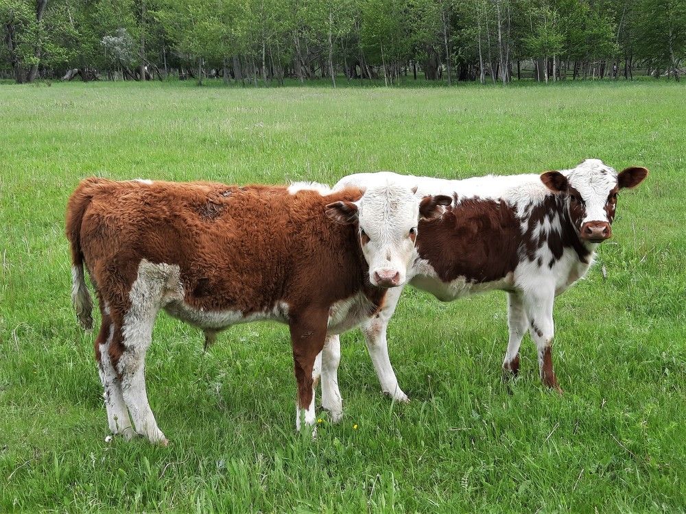 Фотография автора Елена Пикатова