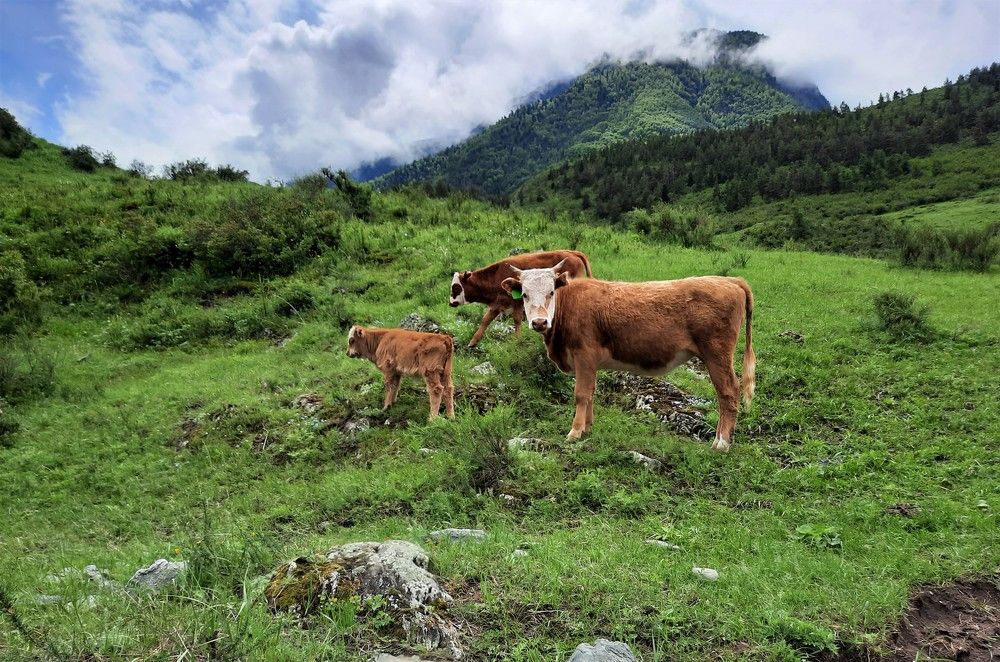 Фотография автора Елена Пикатова