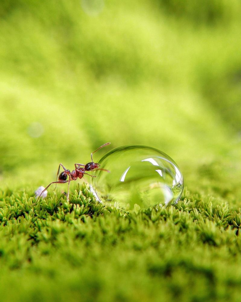 An ant drinking water