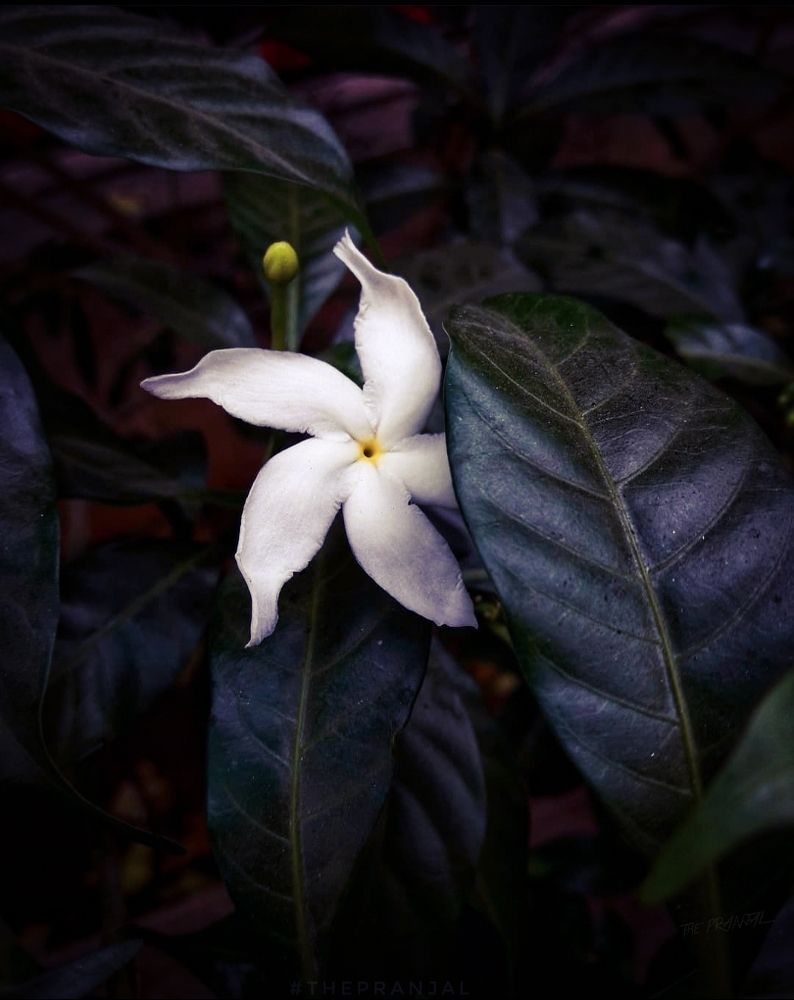 Фотография автора Pranjal Paliwal