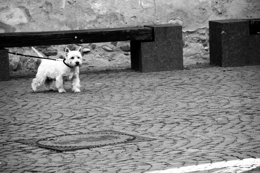 Photograph by Dinel Teodorescu