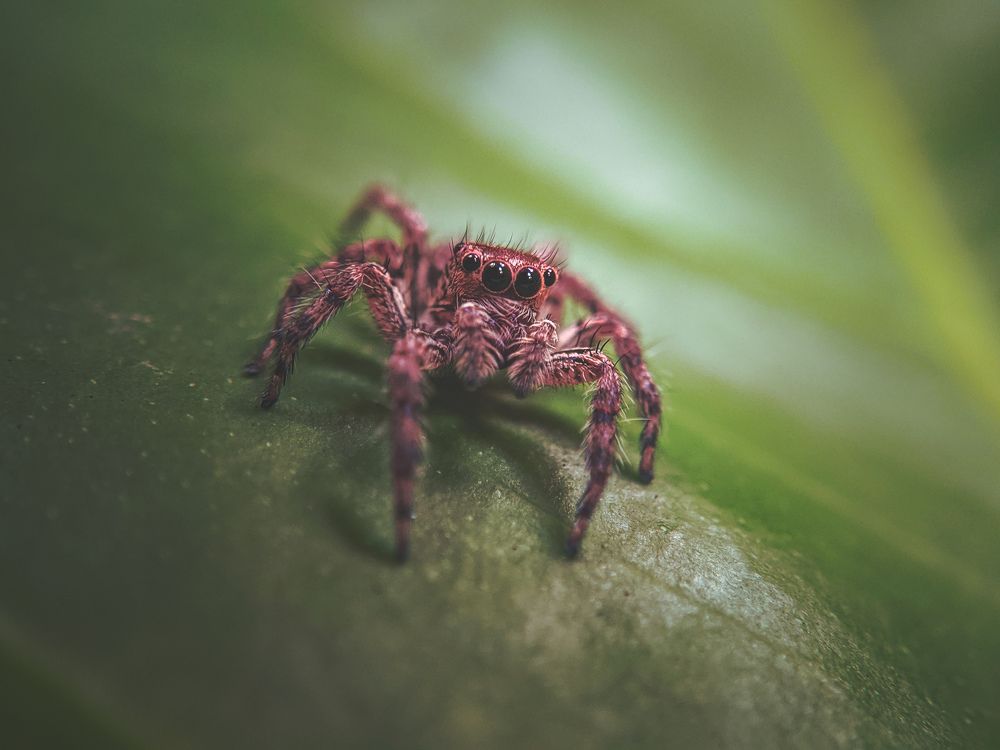 Photograph by Chandimal Tharindu