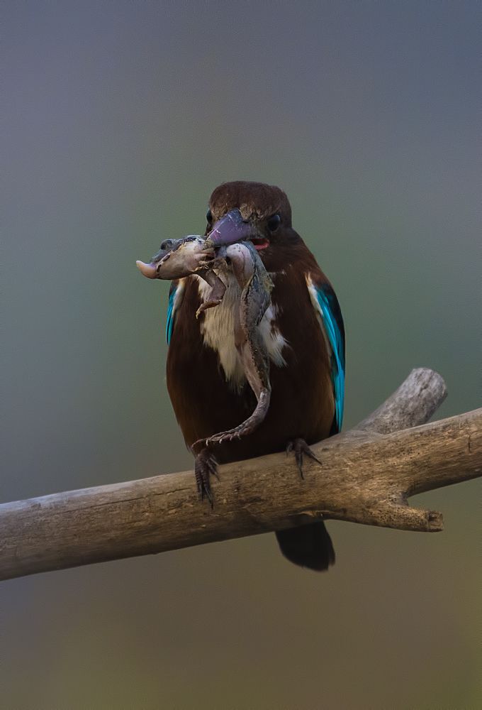 Фотография автора Arijit Mondal