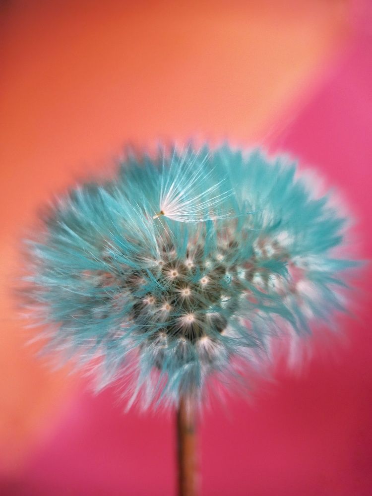 Мобильная фотография одуванчик