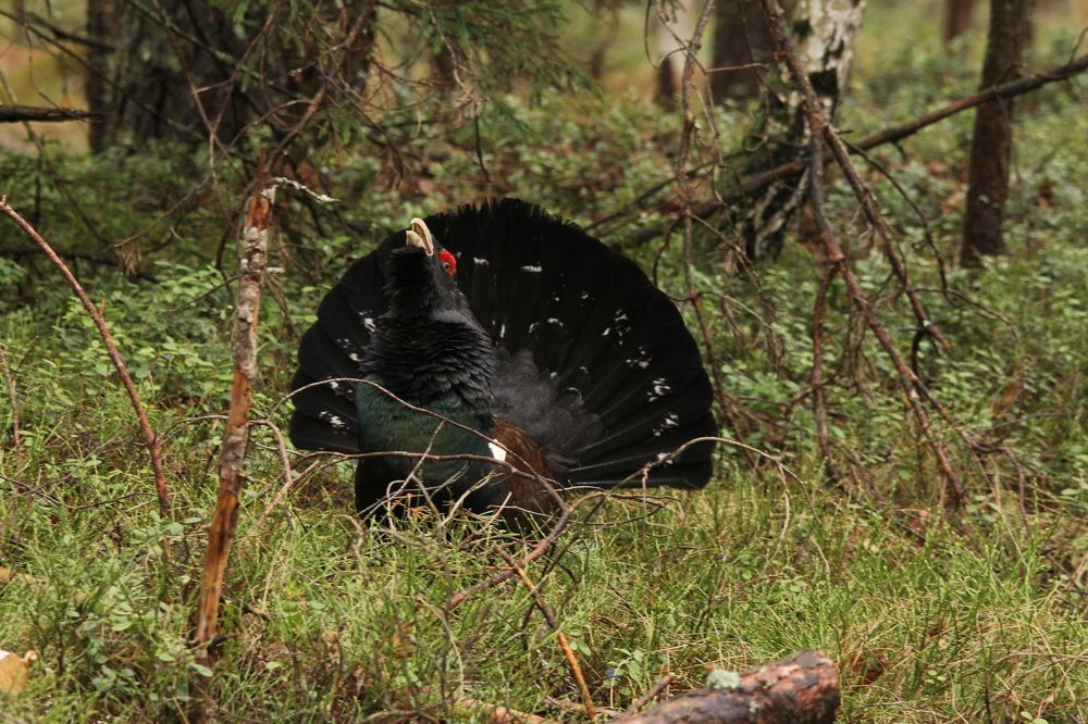 Photograph by Сергей Лычагин