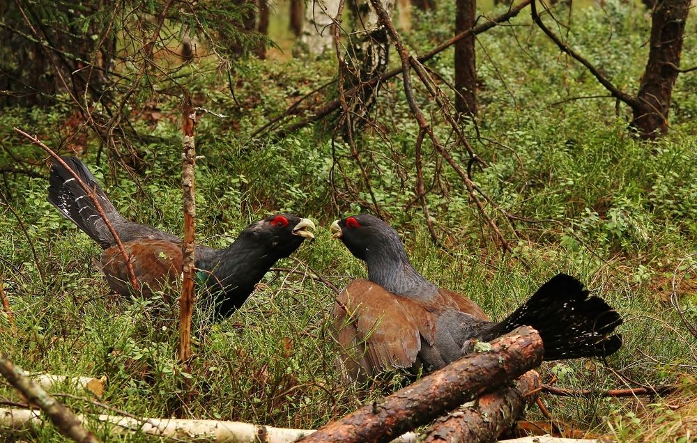 Photograph by Сергей Лычагин