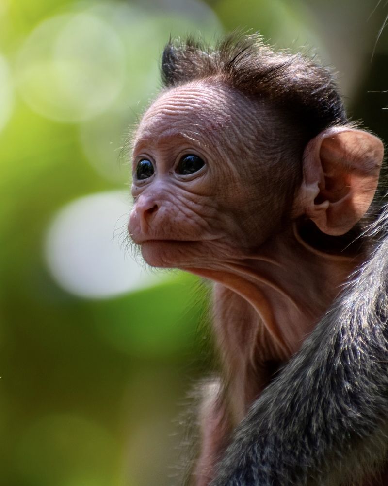 Curious little fellow