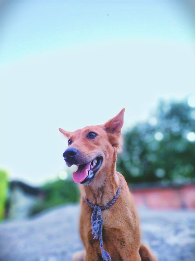 Photograph by ANKIT Sagar