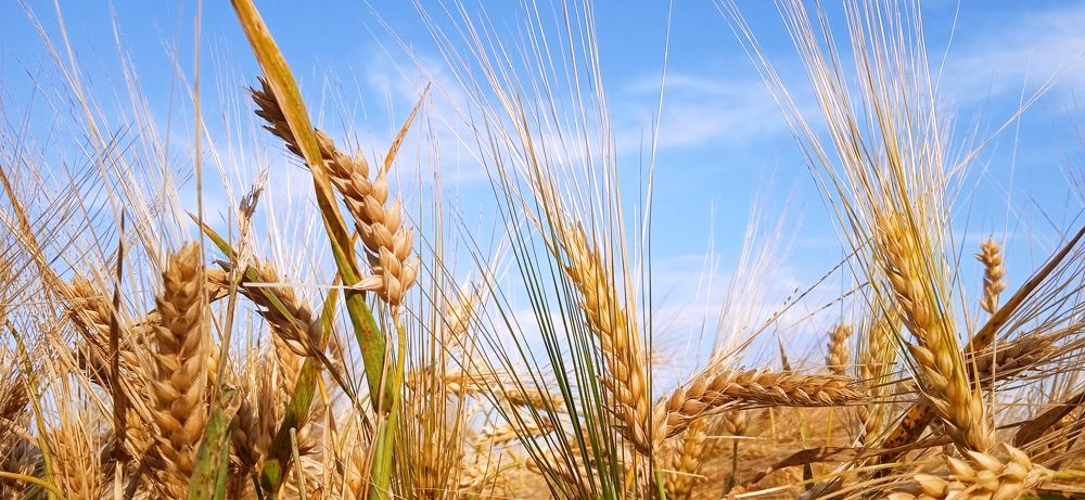 Фотография автора Михаил Лупина