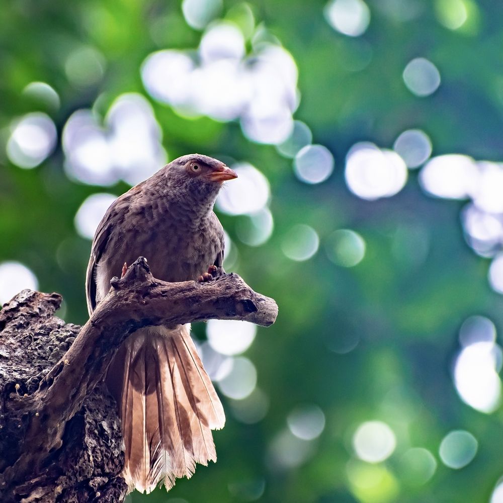 In anticipation of his next meal