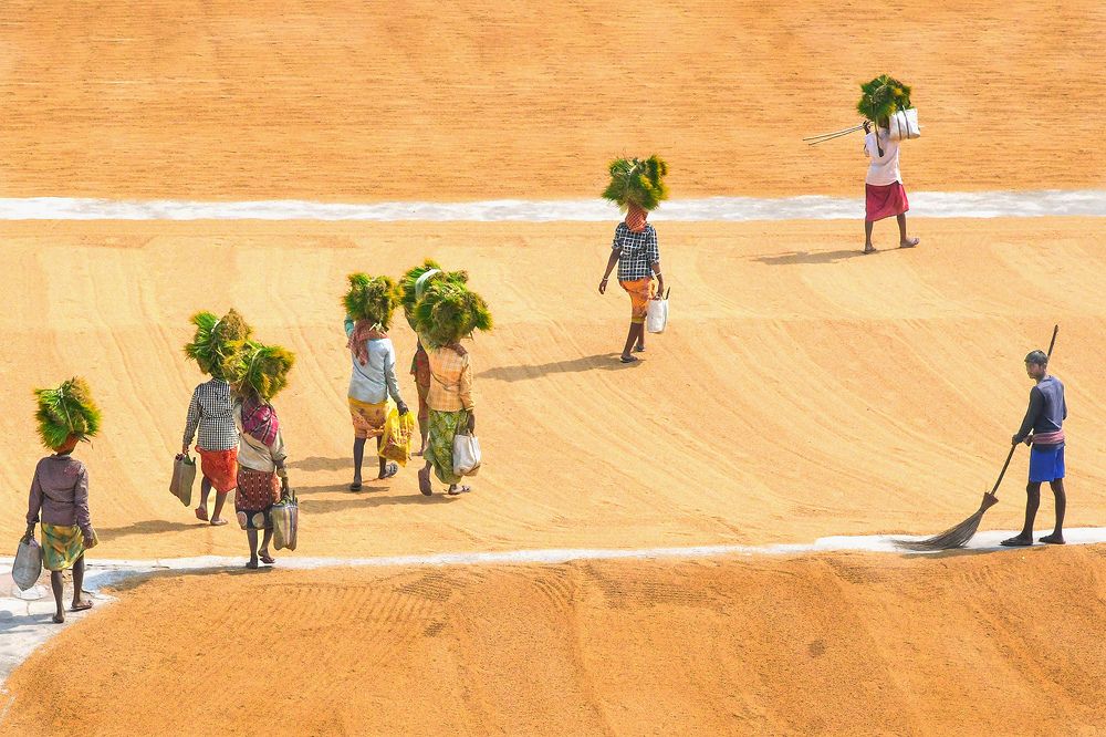 Walking through on dry paddy