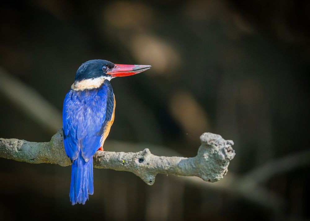 Photograph by Pradeep Sutar