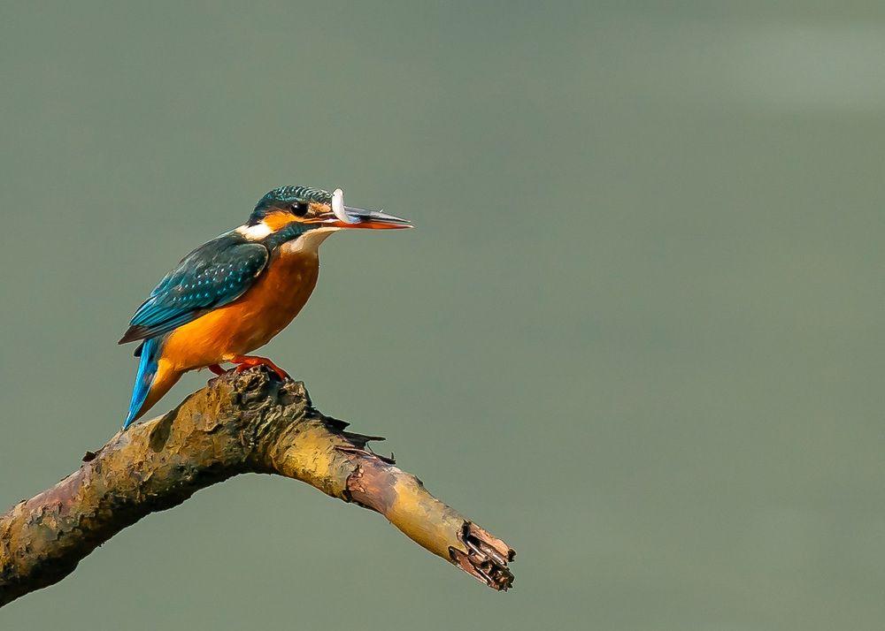 The bird who never miss the catch.