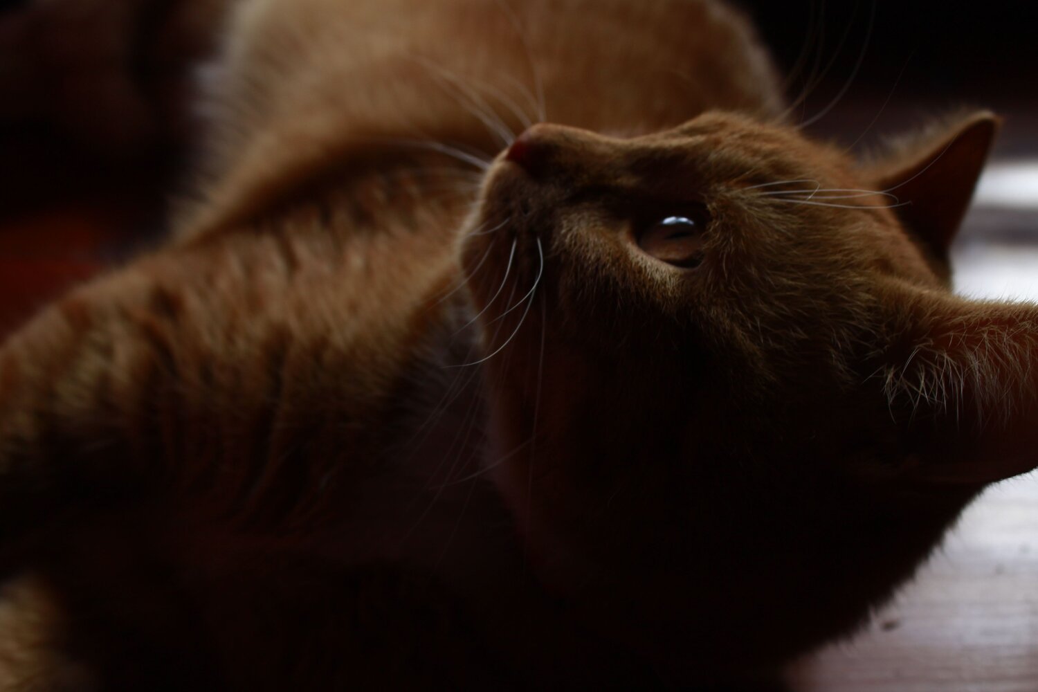 Photo #6209229