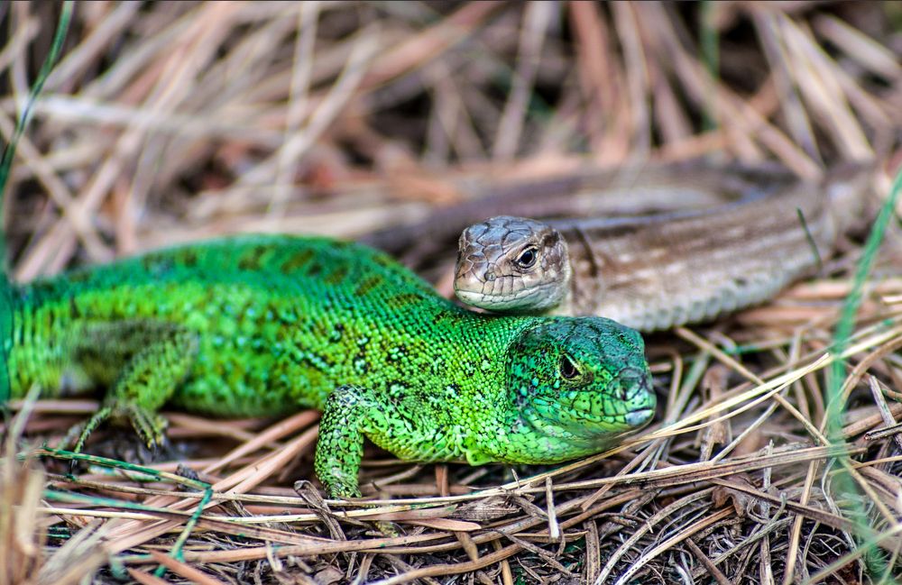 А может это любовь?)