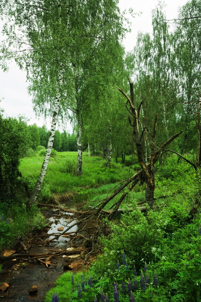 Photograph by Дмитрий Павлов