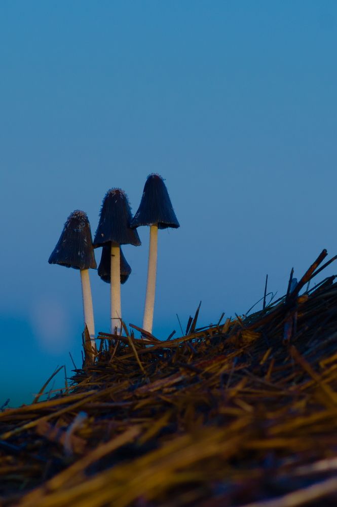 Photograph by Дмитрий Павлов