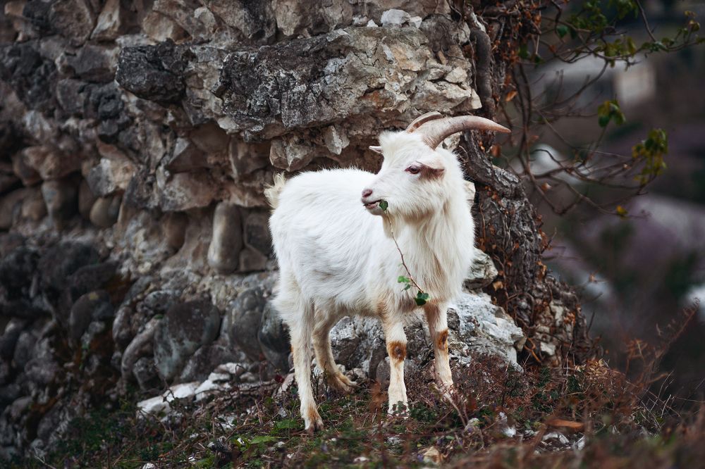 Фотография автора Ману Фалько