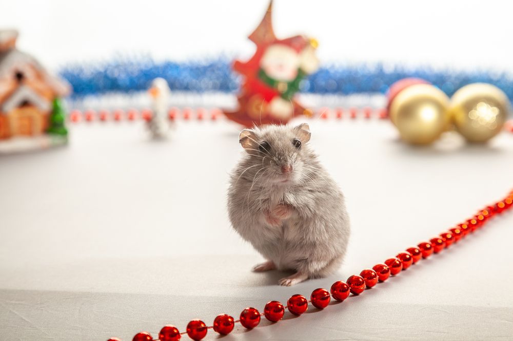 Джунгарик-Маня