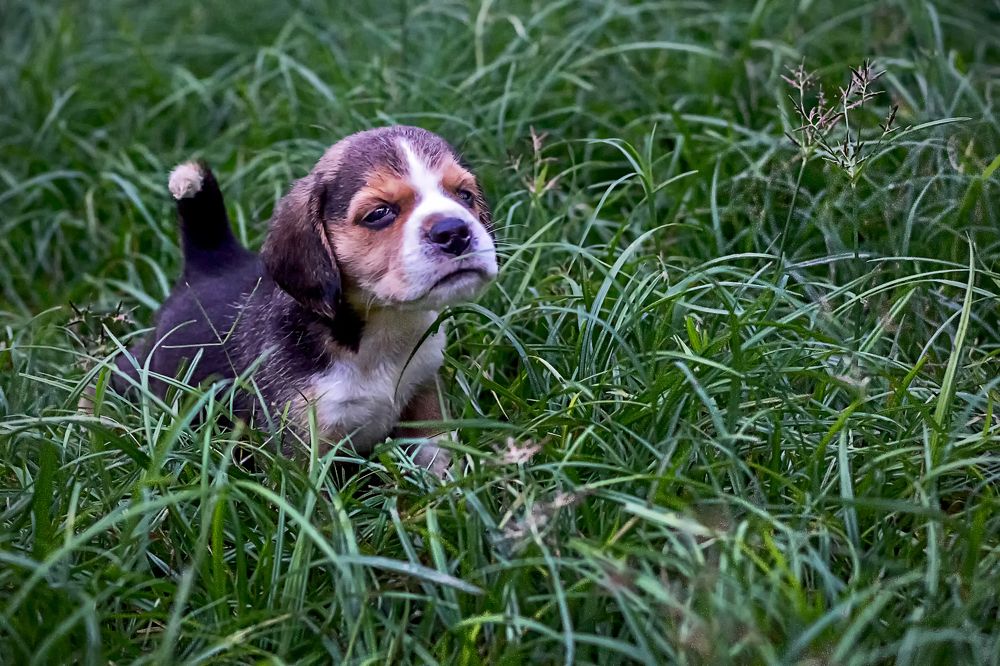 Yo sor de la realeza