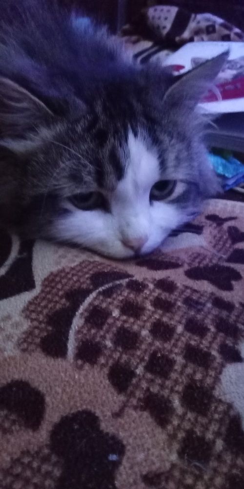 Милашка