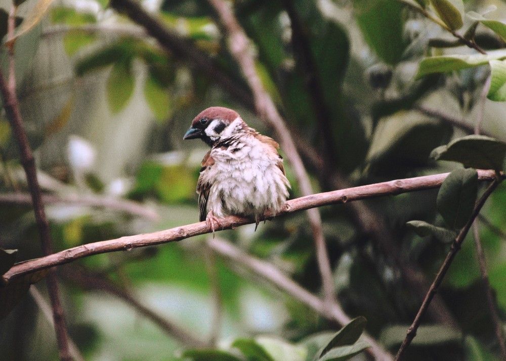The Tree Sparrow (Maya Bird)