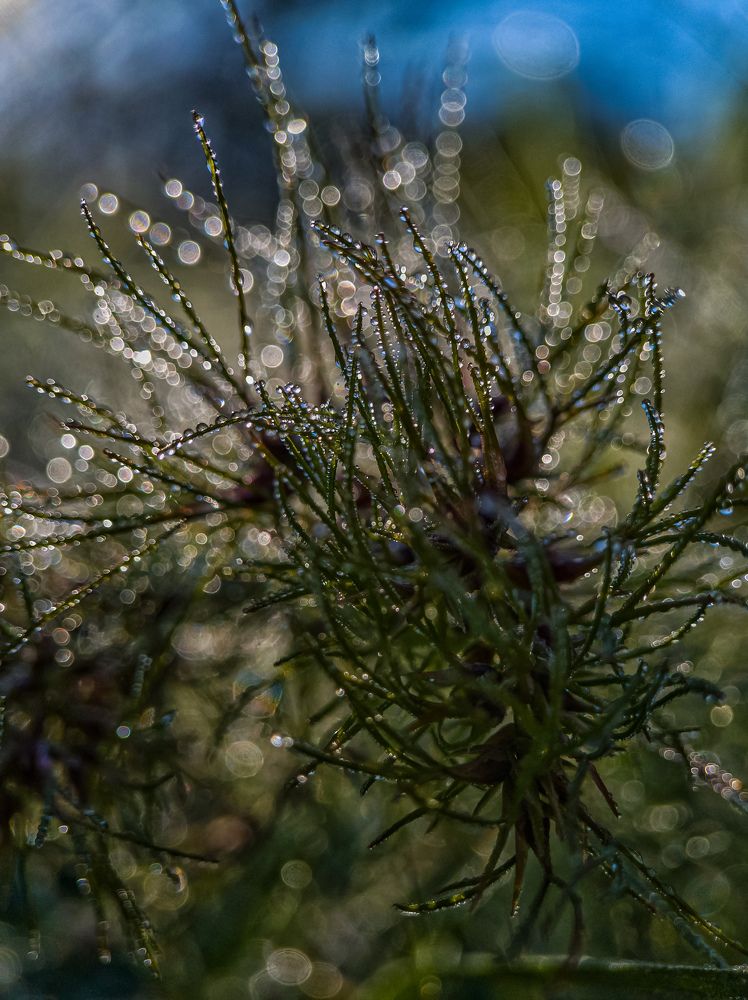 Photograph by Лариса Когтева