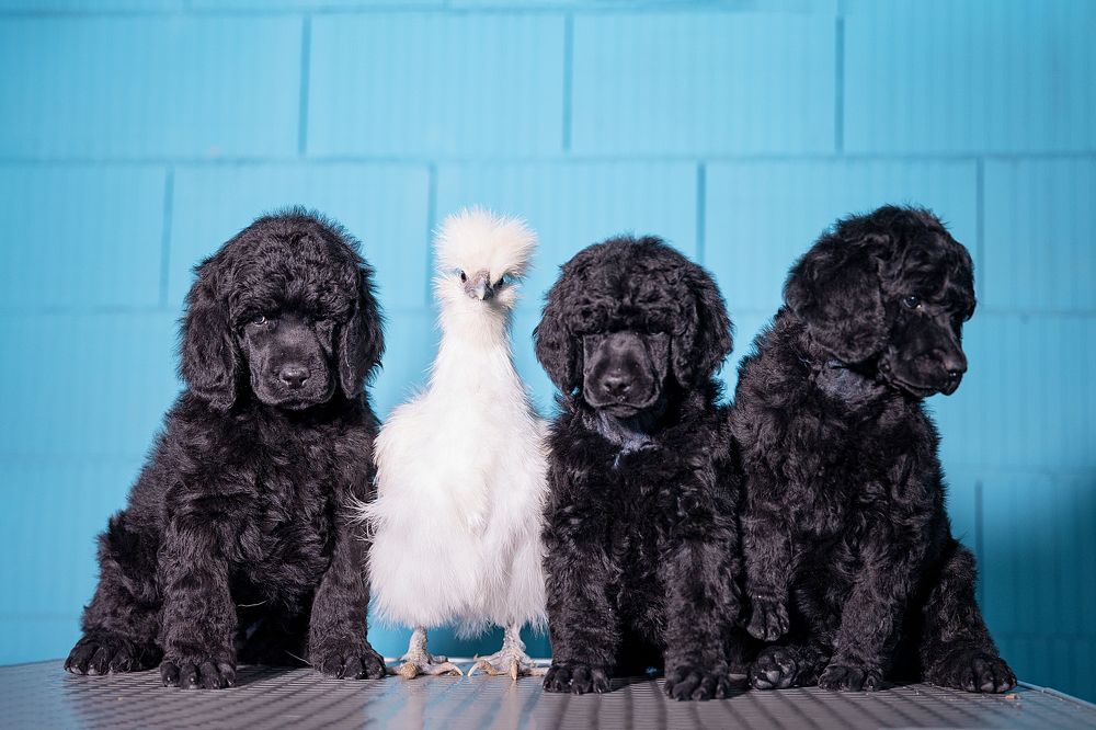 Фотография автора Регина Гущина