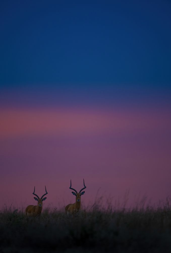 Photograph by Dilip Shah