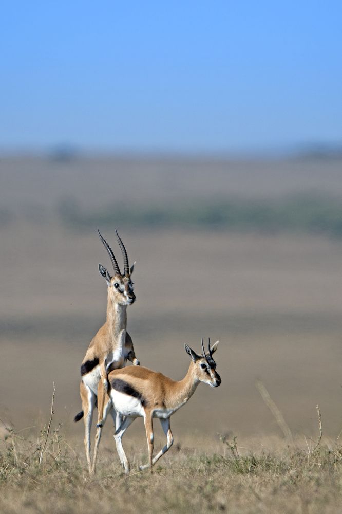 Photograph by Dilip Shah