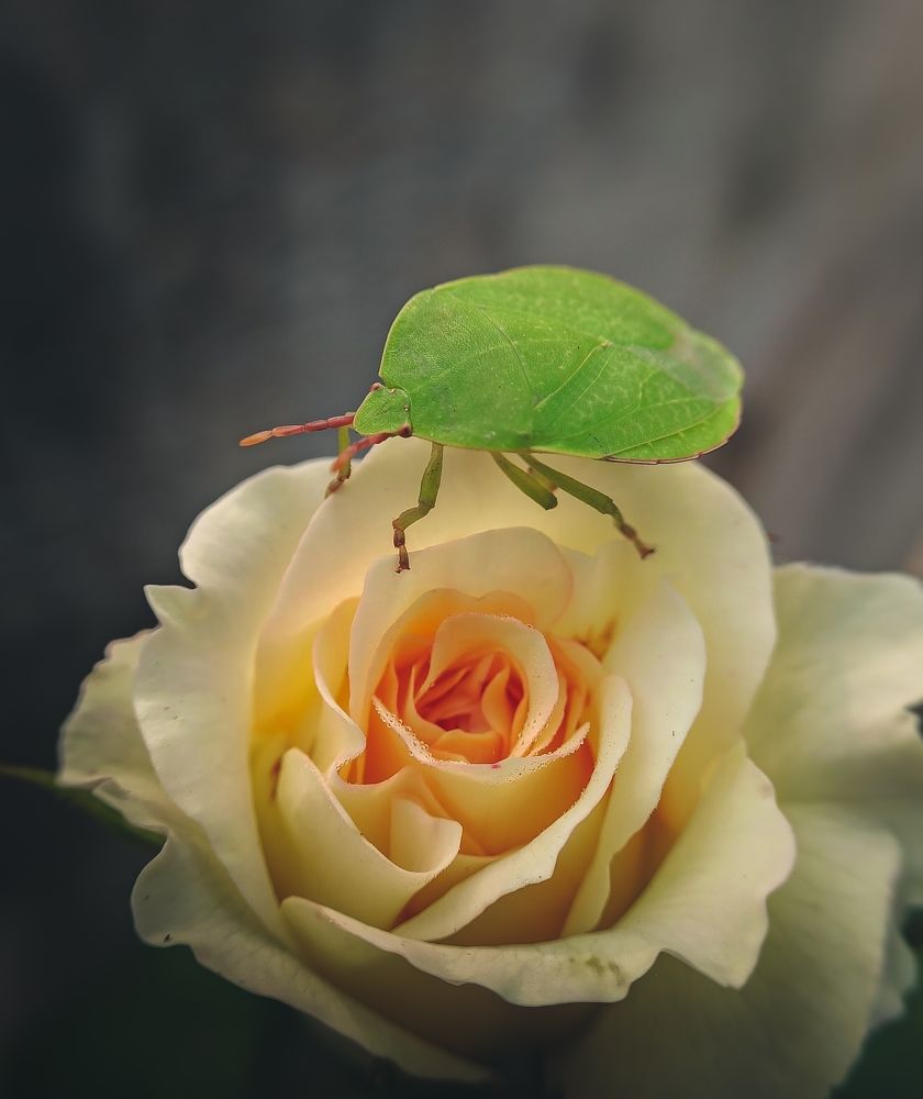 Photograph by Gouthom Bhalabaya