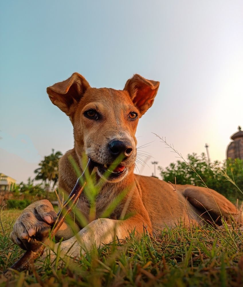 Photograph by Gouthom Bhalabaya
