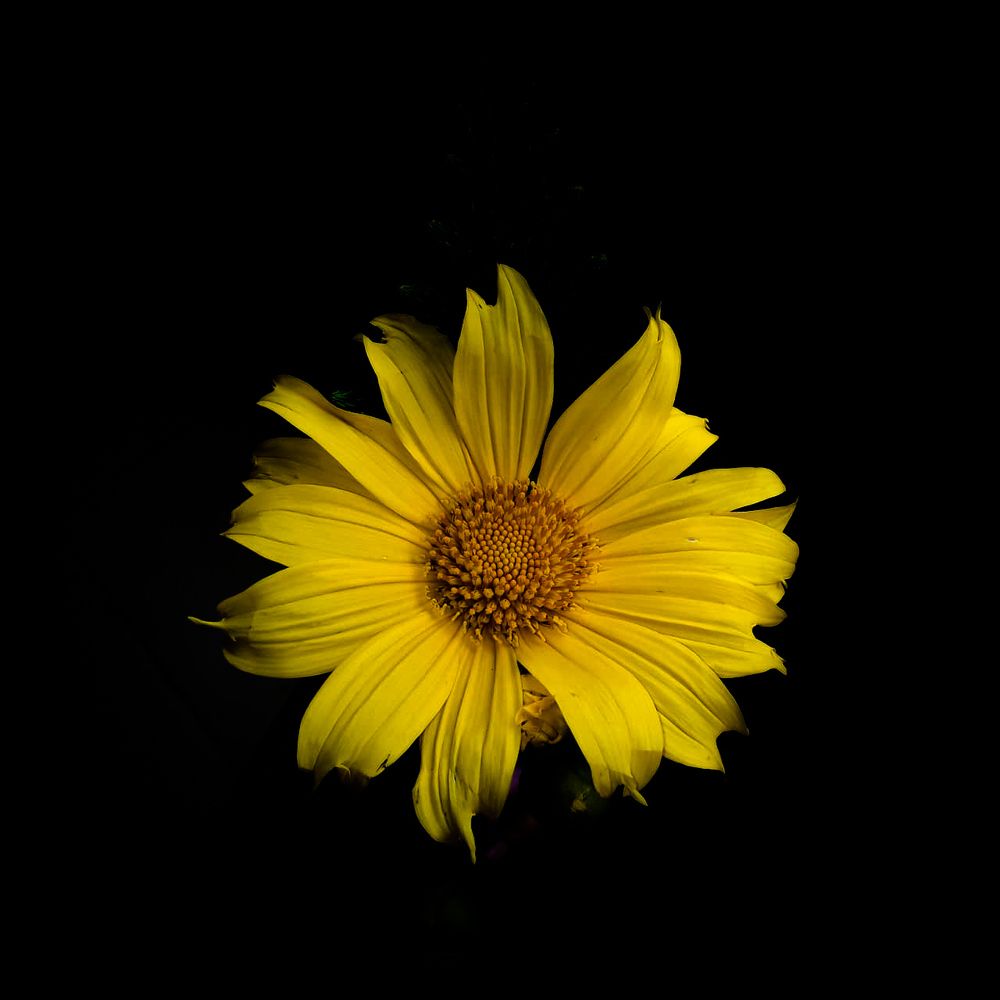 Ruhi's Photography