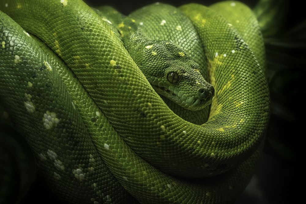 Morelia viridis
