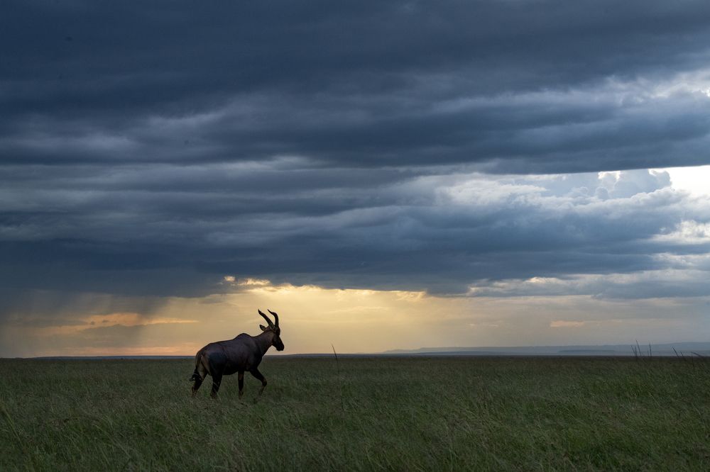 Фотография автора Dilip Shah