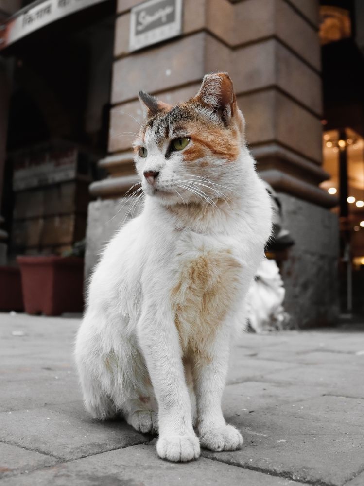 Street pet