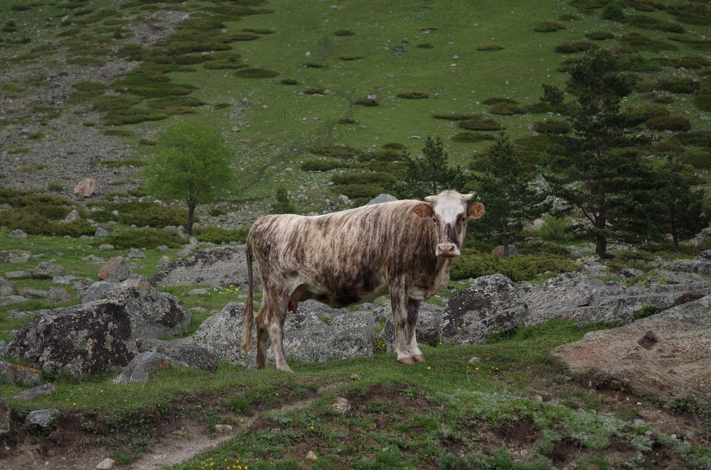 Тигровая коровка