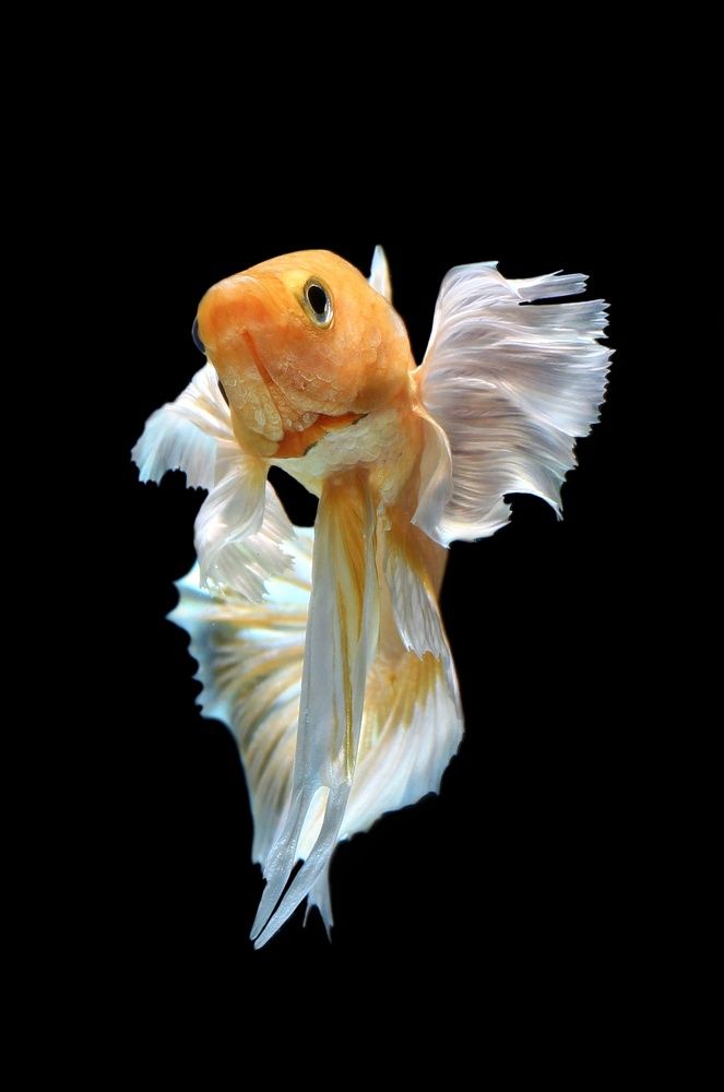 Фотография автора Y.P Agung