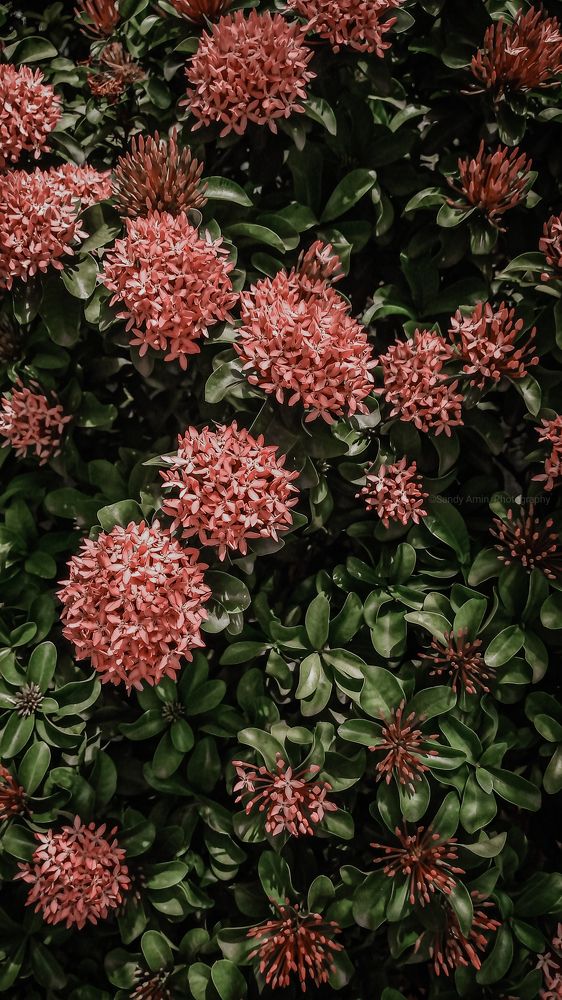 Ixora