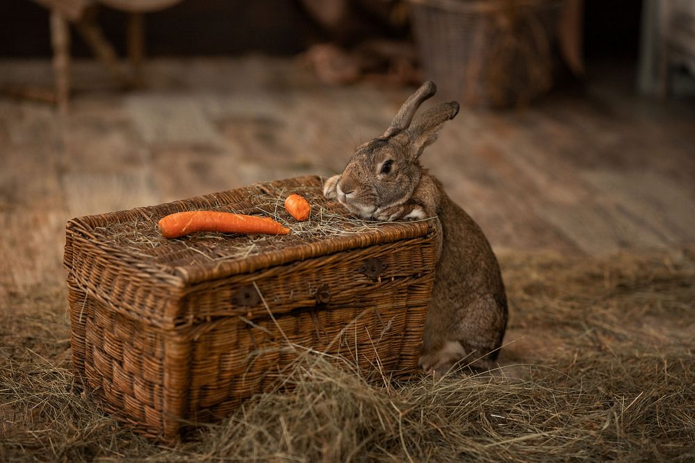 Фотография автора Елена Чернигина