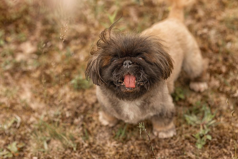 Фотография автора Елена Чернигина