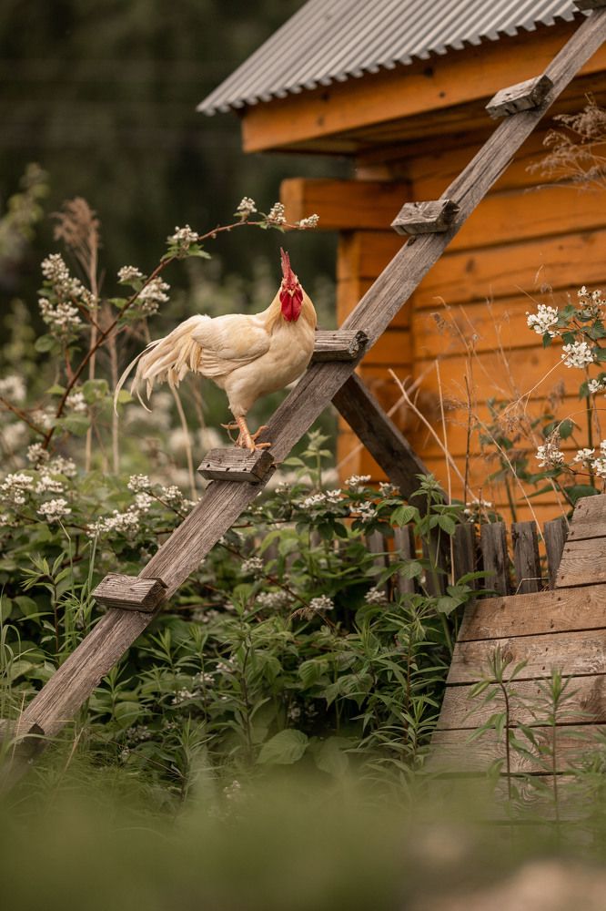 Фотография автора Елена Чернигина